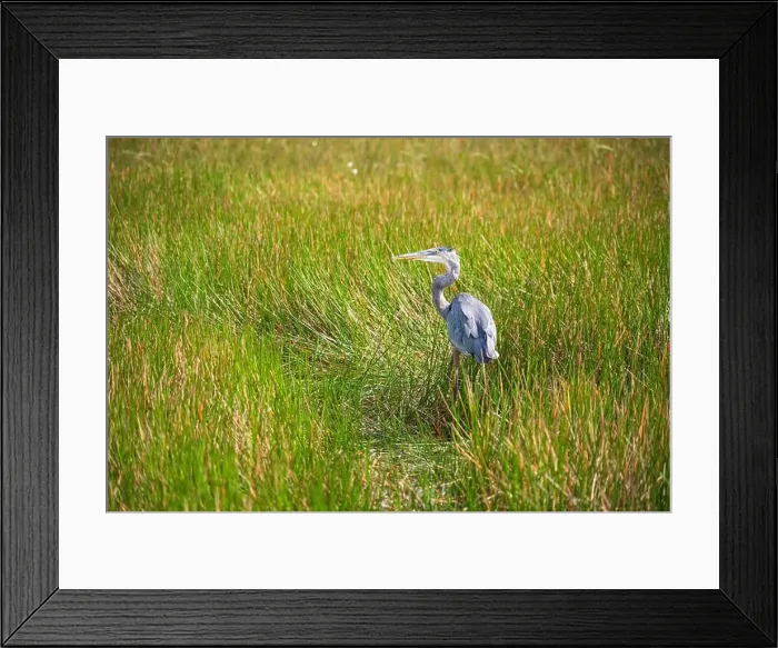 Framed Print : A Great Blue Heron Ardea herodias at Everglades National Park, Florida, United States Framed Print : A Great Blue Heron Ardea herodias at Everglades National Park, Florida, United States
