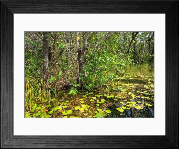 Framed Print : The Swamp land at Everglades National Park, Florida, United States Framed Print : The Swamp land at Everglades National Park, Florida, United States