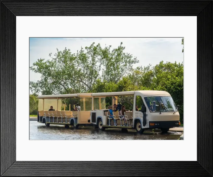 Framed Print : The Shark Valley Tram Tour at Everglades National Park, Florida, United States Framed Print : The Shark Valley Tram Tour at Everglades National Park, Florida, United States