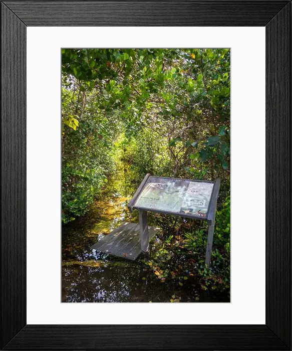 Framed Print : The Everglades National Park, Florida, United States Framed Print : The Everglades National Park, Florida, United States