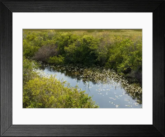 Framed Print : The Swamp land at Everglades National Park, Florida, United States Framed Print : The Swamp land at Everglades National Park, Florida, United States