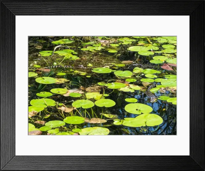 Framed Print : A Crocodile at Everglades National Park, Florida, United States Framed Print : A Crocodile at Everglades National Park, Florida, United States
