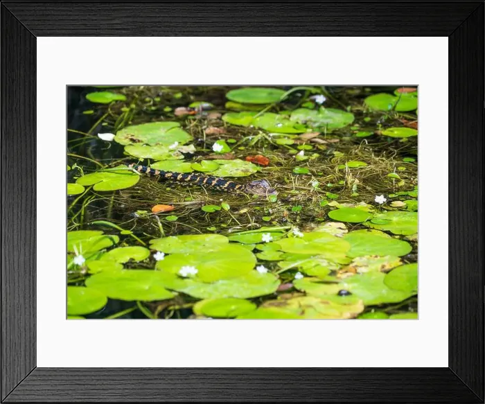 Framed Print : A Crocodile at Everglades National Park, Florida, United States Framed Print : A Crocodile at Everglades National Park, Florida, United States