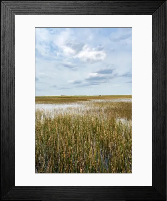 Framed Print : The Swamp land at Everglades National Park, Florida, United States Framed Print : The Swamp land at Everglades National Park, Florida, United States