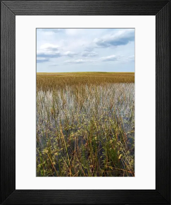 Framed Print : The Swamp land at Everglades National Park, Florida, United States Framed Print : The Swamp land at Everglades National Park, Florida, United States