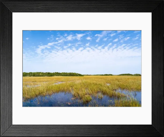 Framed Print : The Swamp land at Everglades National Park, Florida, United States Framed Print : The Swamp land at Everglades National Park, Florida, United States