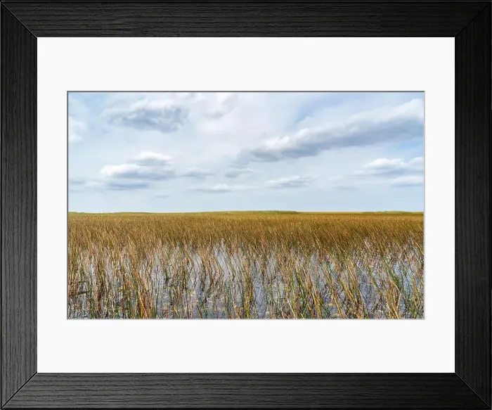 Framed Print : The Swamp land at Everglades National Park, Florida, United States Framed Print : The Swamp land at Everglades National Park, Florida, United States