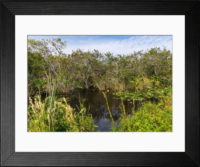 Framed Print : The Swamp land at Everglades National Park, Florida, United States Framed Print : The Swamp land at Everglades National Park, Florida, United States