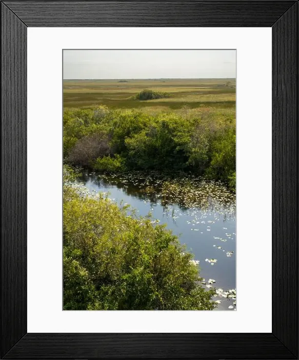 Framed Print : The Swamp land at Everglades National Park, Florida, United States