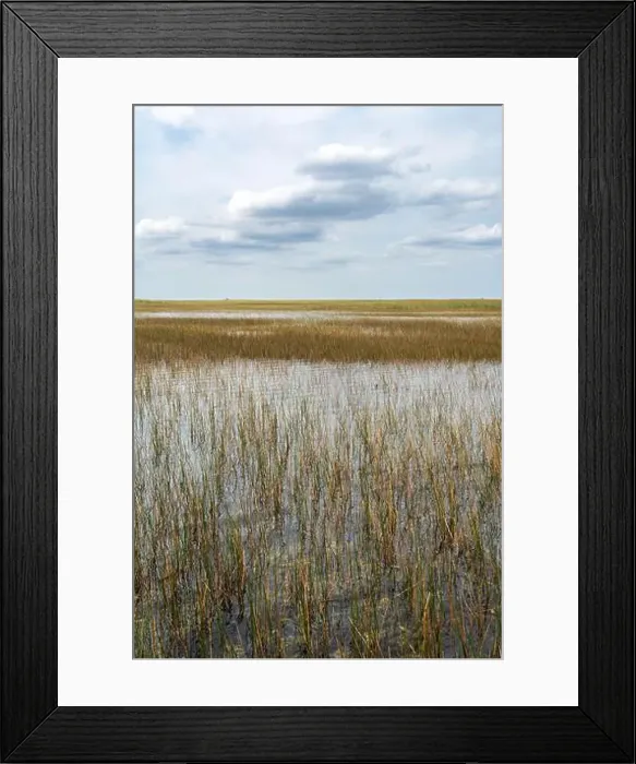 Framed Print : The Swamp land at Everglades National Park, Florida, United States Framed Print : The Swamp land at Everglades National Park, Florida, United States