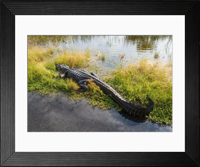 Framed Print : A Crocodile at Everglades National Park, Florida, United States Framed Print : A Crocodile at Everglades National Park, Florida, United States