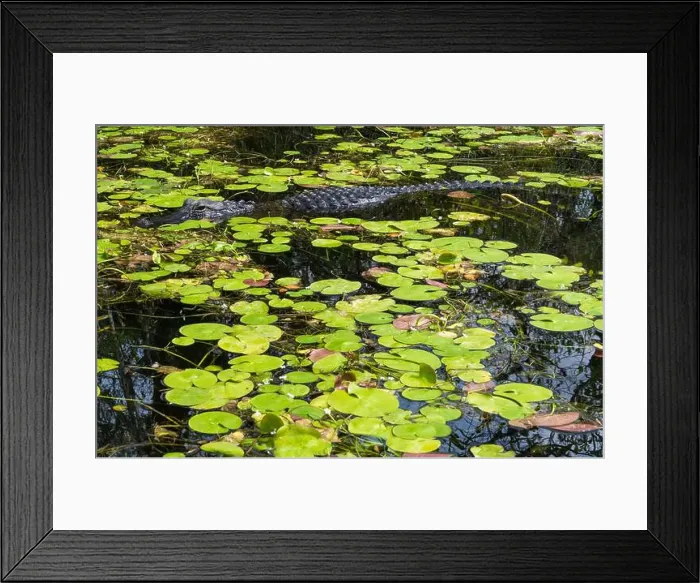 Framed Print : A Crocodile at Everglades National Park, Florida, United States Framed Print : A Crocodile at Everglades National Park, Florida, United States