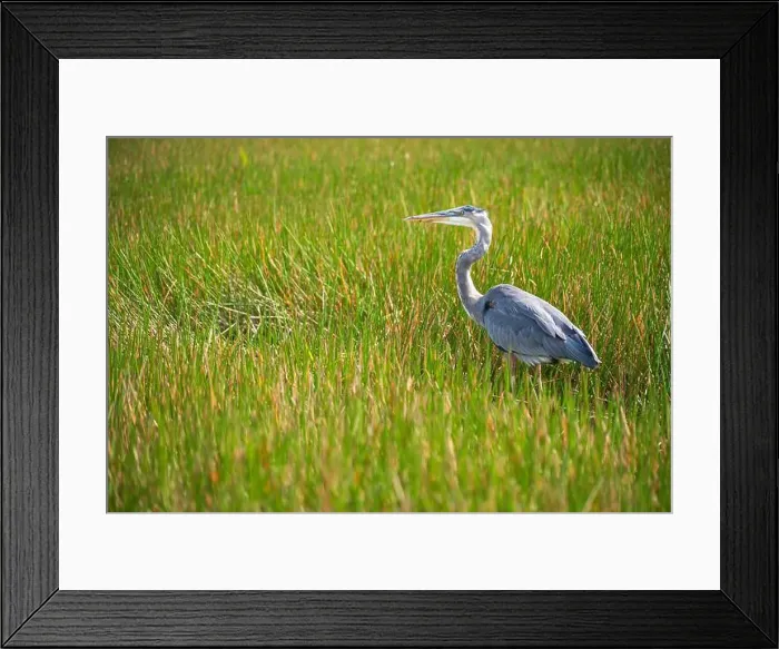 Framed Print : A Great Blue Heron Ardea herodias at Everglades National Park, Florida, United States Framed Print : A Great Blue Heron Ardea herodias at Everglades National Park, Florida, United States