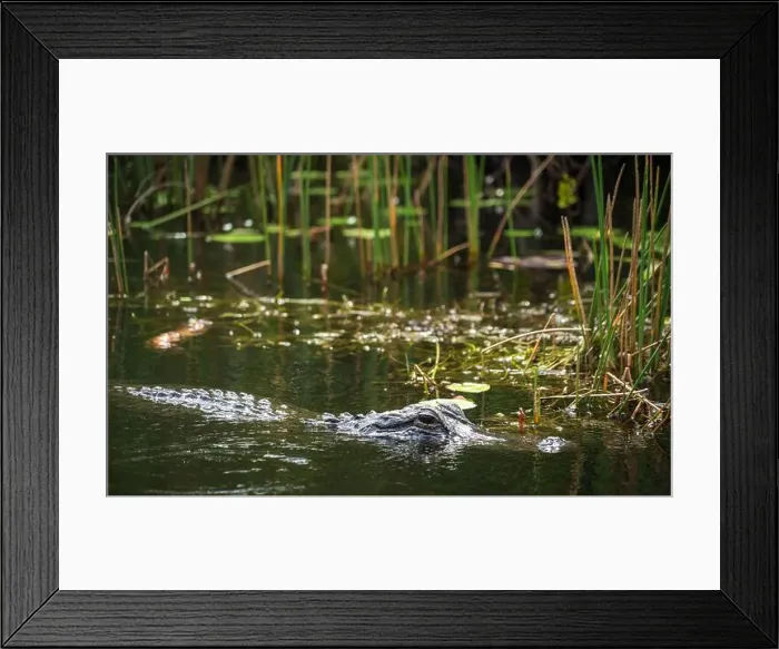 Framed Print : A Crocodile at Everglades National Park, Florida, United States Framed Print : A Crocodile at Everglades National Park, Florida, United States