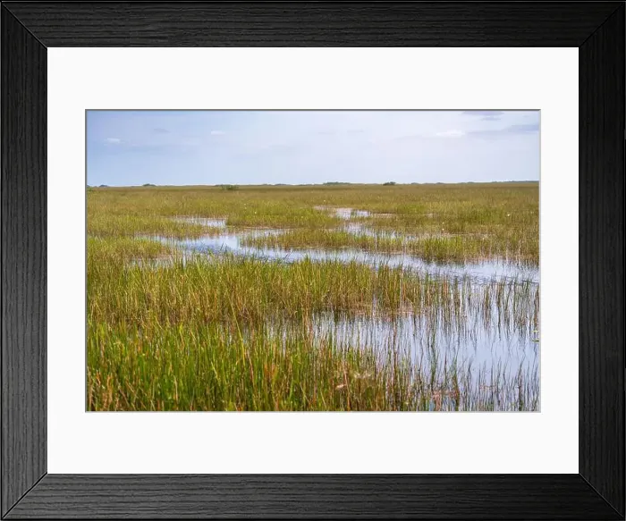 Framed Print : The Swamp land at Everglades National Park, Florida, United States Framed Print : The Swamp land at Everglades National Park, Florida, United States