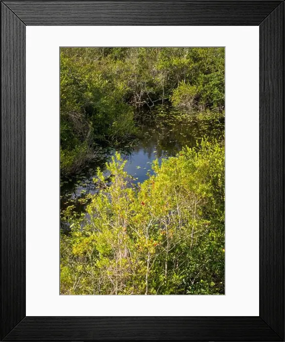 Framed Print : The Swamp land at Everglades National Park, Florida, United States Framed Print : The Swamp land at Everglades National Park, Florida, United States