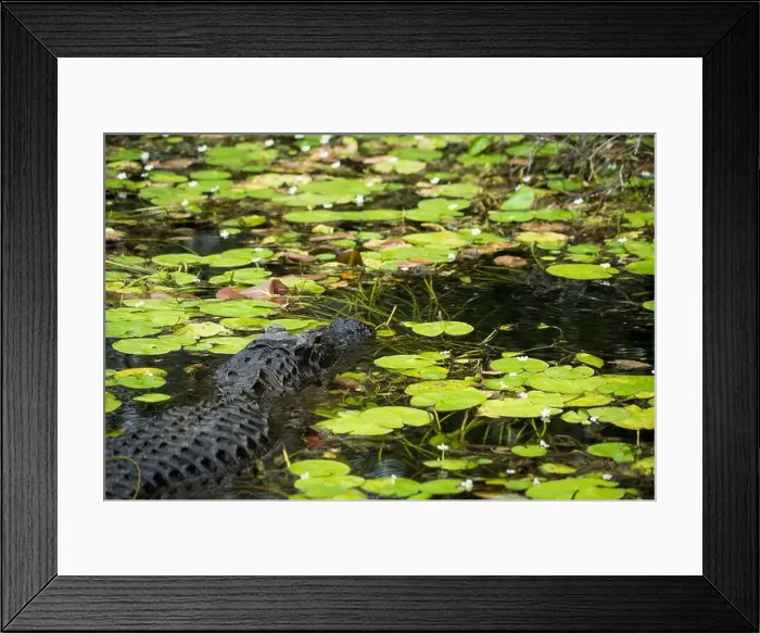 Framed Print : The Everglades National Park, Florida, United States Framed Print : The Everglades National Park, Florida, United States