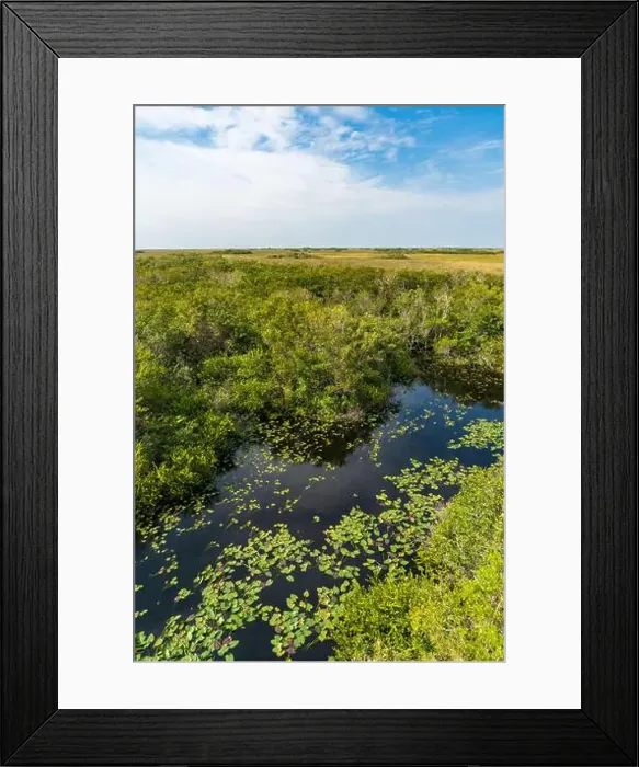 Framed Print : The Swamp land at Everglades National Park, Florida, United States Framed Print : The Swamp land at Everglades National Park, Florida, United States