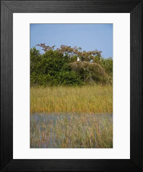 Framed Print : The Swamp land at Everglades National Park, Florida, United States Framed Print : The Swamp land at Everglades National Park, Florida, United States