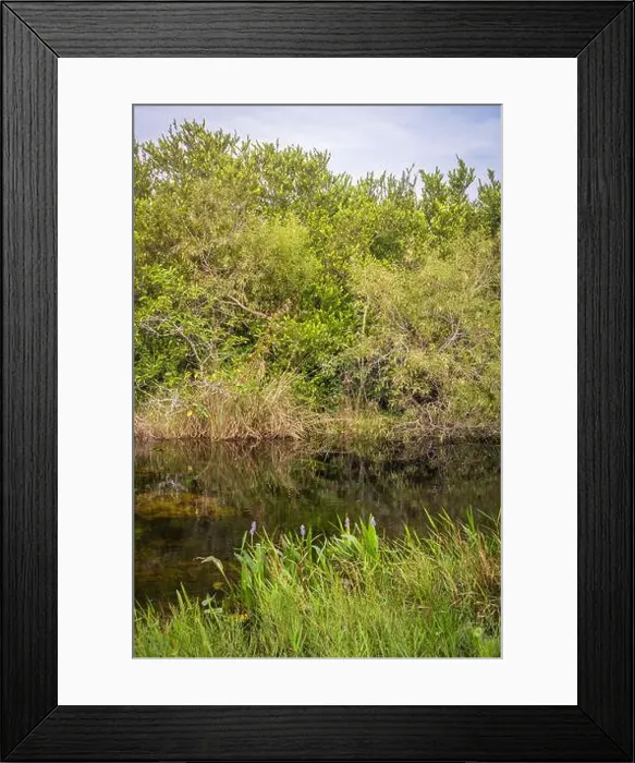Framed Print : The Swamp land at Everglades National Park, Florida, United States Framed Print : The Swamp land at Everglades National Park, Florida, United States