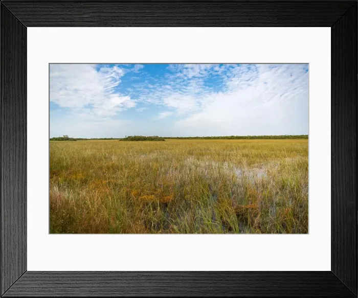 Framed Print : The Swamp land at Everglades National Park, Florida, United States Framed Print : The Swamp land at Everglades National Park, Florida, United States