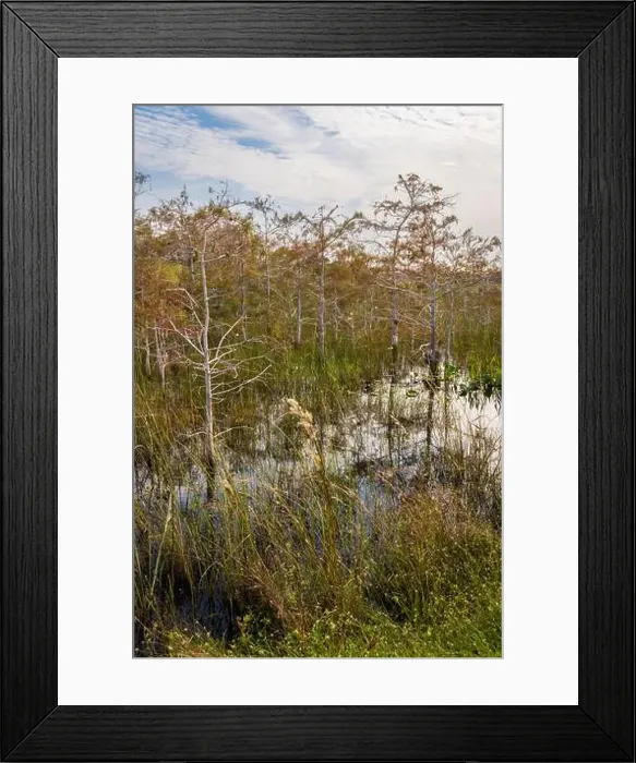 Framed Print : The Swamp land at Everglades National Park, Florida, United States Framed Print : The Swamp land at Everglades National Park, Florida, United States