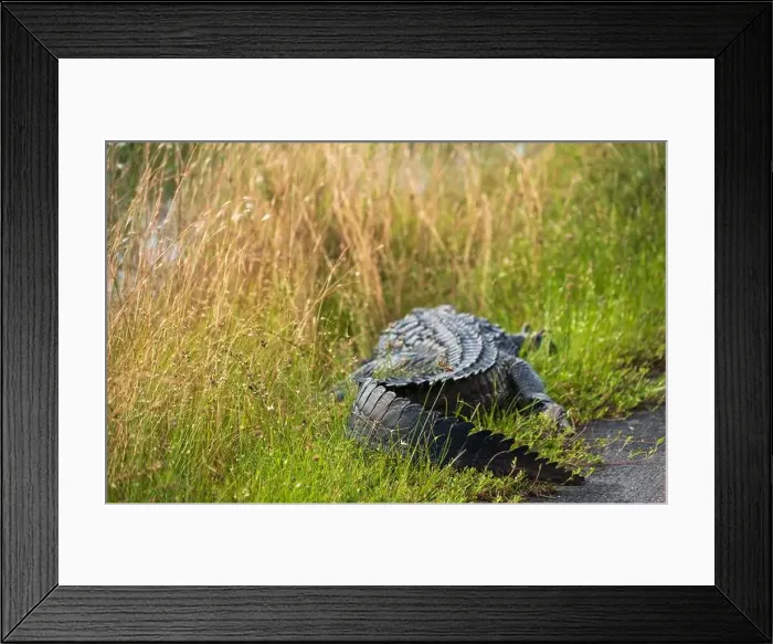 Framed Print : A Crocodile at Everglades National Park, Florida, United States Framed Print : A Crocodile at Everglades National Park, Florida, United States
