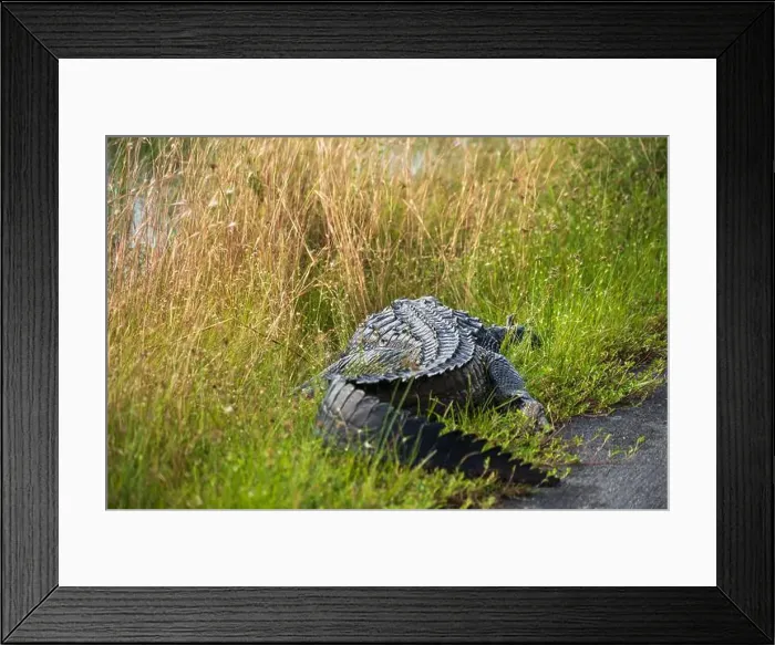 Framed Print : A Crocodile at Everglades National Park, Florida, United States Framed Print : A Crocodile at Everglades National Park, Florida, United States