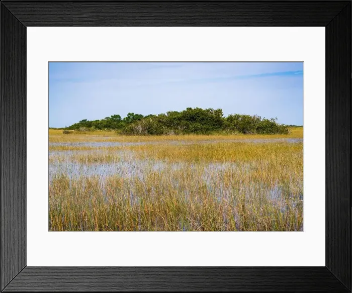 Framed Print : The Swamp land at Everglades National Park, Florida, United States Framed Print : The Swamp land at Everglades National Park, Florida, United States