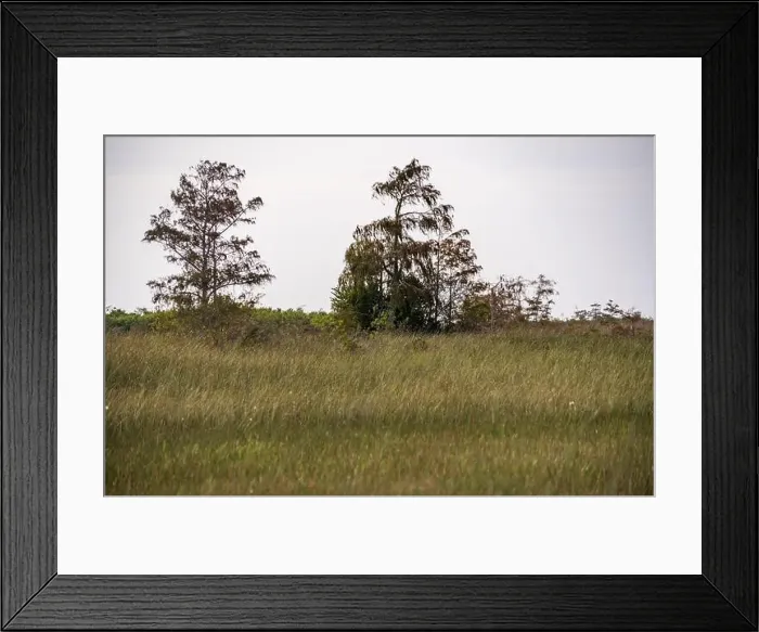 Framed Print : The Swamp land at Everglades National Park, Florida, United States Framed Print : The Swamp land at Everglades National Park, Florida, United States