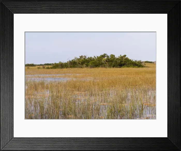 Framed Print : The Swamp land at Everglades National Park, Florida, United States Framed Print : The Swamp land at Everglades National Park, Florida, United States