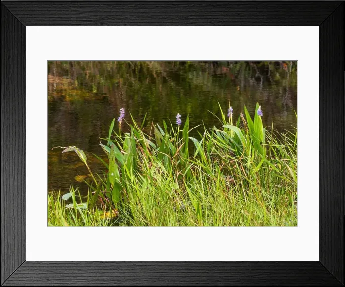 Framed Print : The Swamp land at Everglades National Park, Florida, United States Framed Print : The Swamp land at Everglades National Park, Florida, United States