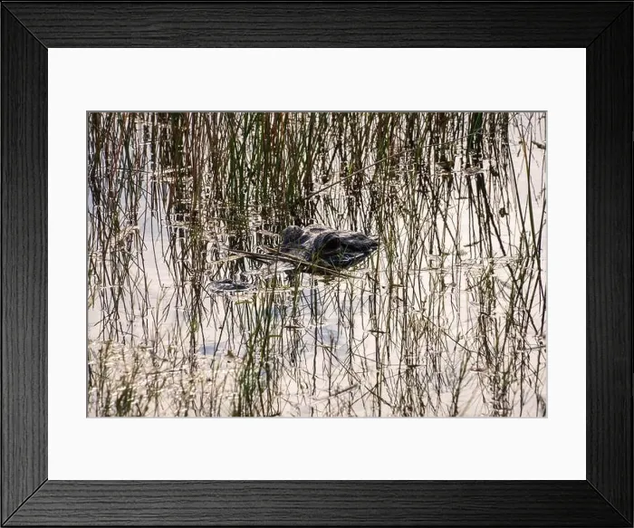 Framed Print : A Crocodile at Everglades National Park, Florida, United States Framed Print : A Crocodile at Everglades National Park, Florida, United States