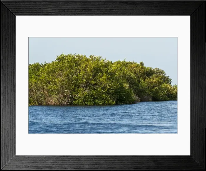 Framed Print : The Swamp land at Everglades National Park, Florida, United States Framed Print : The Swamp land at Everglades National Park, Florida, United States
