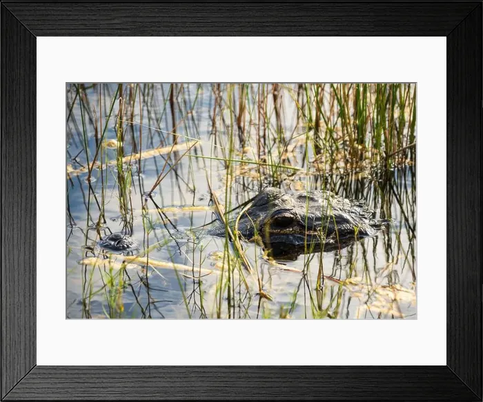 Framed Print : A Crocodile at Everglades National Park, Florida, United States Framed Print : A Crocodile at Everglades National Park, Florida, United States