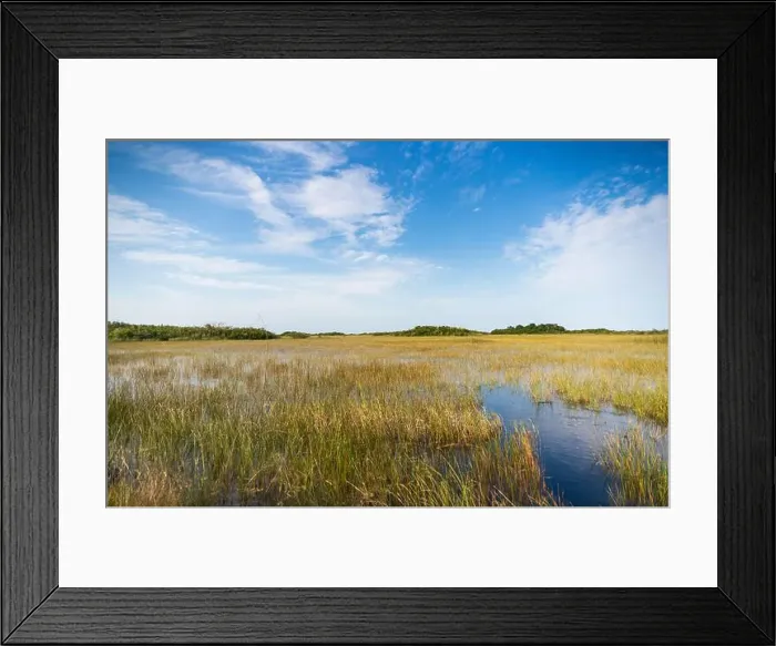 Framed Print : The Swamp land at Everglades National Park, Florida, United States Framed Print : The Swamp land at Everglades National Park, Florida, United States