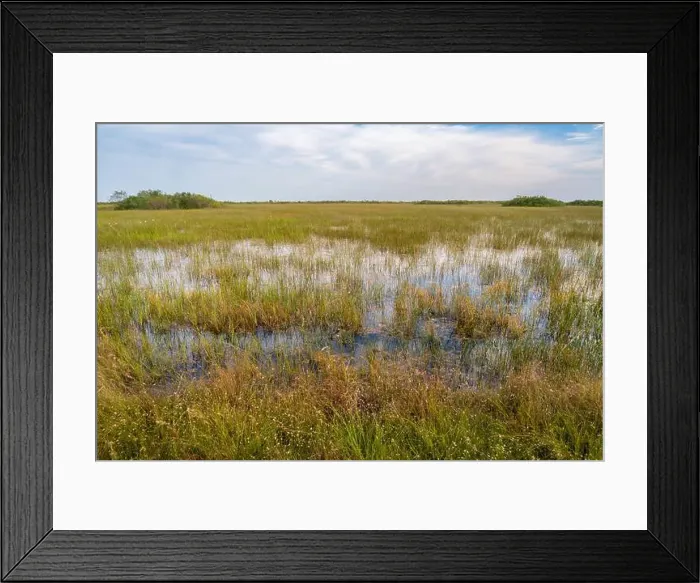 Framed Print : The Swamp land at Everglades National Park, Florida, United States Framed Print : The Swamp land at Everglades National Park, Florida, United States