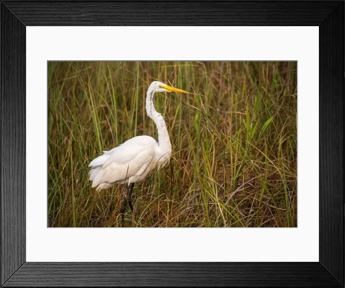 Framed Print : A White crane bird in Everglades National Park, Florida, United States Framed Print : A White crane bird in Everglades National Park, Florida, United States