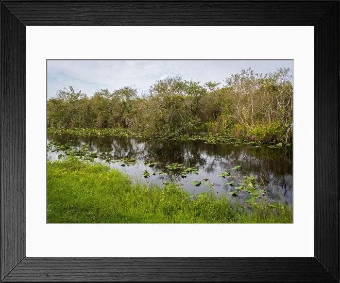 Framed Print : The Swamp land at Everglades National Park, Florida, United States Framed Print : The Swamp land at Everglades National Park, Florida, United States