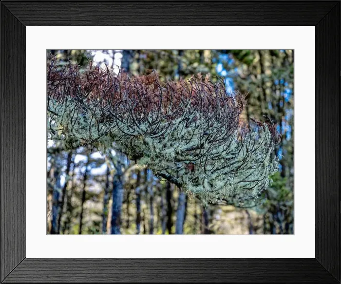 Framed Print : Beard lichen is growing on a tree branch in Leadbetter Point State Park, Washington, USA Framed Print : Beard lichen is growing on a tree branch in Leadbetter Point State Park, Washington, USA