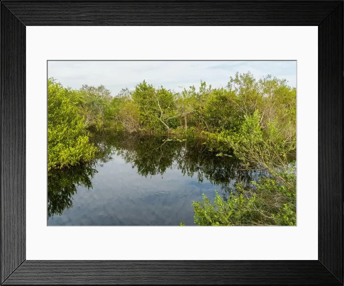 Framed Print : The Swamp land at Everglades National Park, Florida, United States Framed Print : The Swamp land at Everglades National Park, Florida, United States