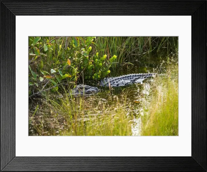 Framed Print : A Crocodile at Everglades National Park, Florida, United States Framed Print : A Crocodile at Everglades National Park, Florida, United States