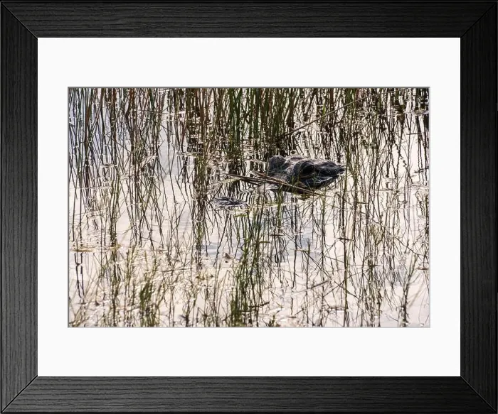 Framed Print : A Crocodile at Everglades National Park, Florida, United States Framed Print : A Crocodile at Everglades National Park, Florida, United States