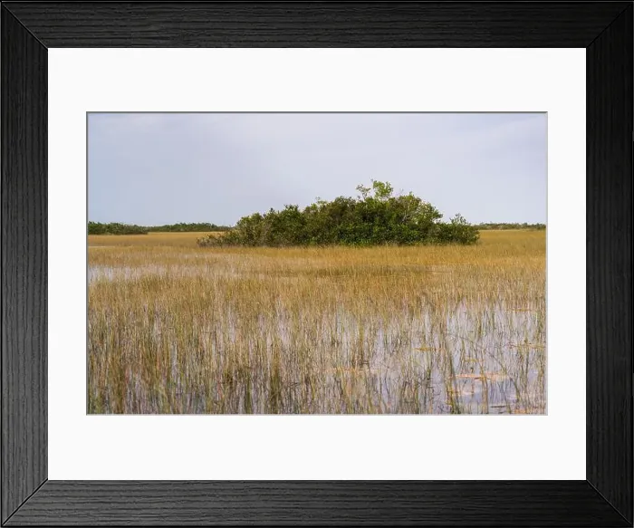 Framed Print : The Swamp land at Everglades National Park, Florida, United States Framed Print : The Swamp land at Everglades National Park, Florida, United States