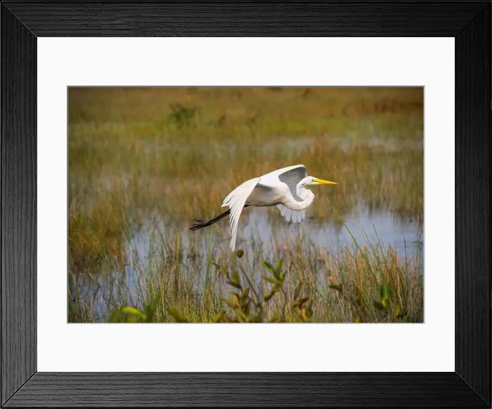 Framed Print : A White crane bird in Everglades National Park, Florida, United States Framed Print : A White crane bird in Everglades National Park, Florida, United States