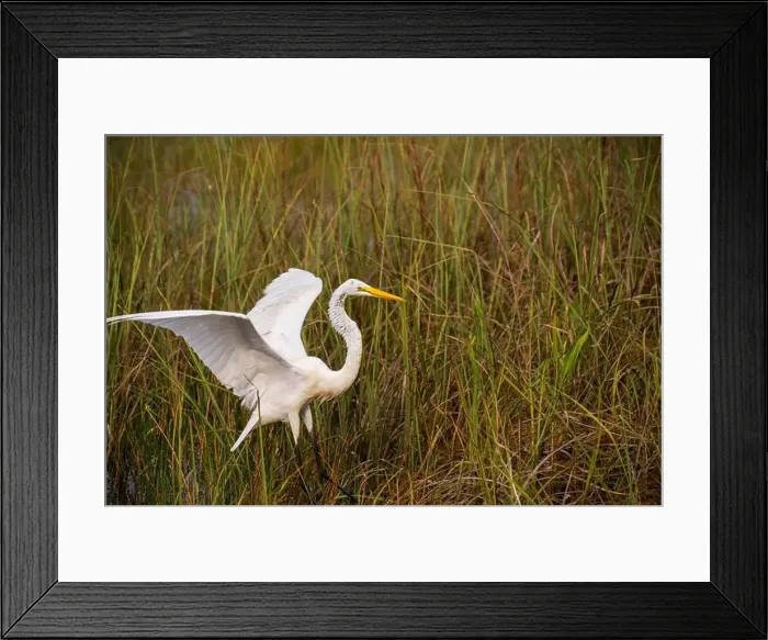 Framed Print : A White crane bird in Everglades National Park, Florida, United States Framed Print : A White crane bird in Everglades National Park, Florida, United States