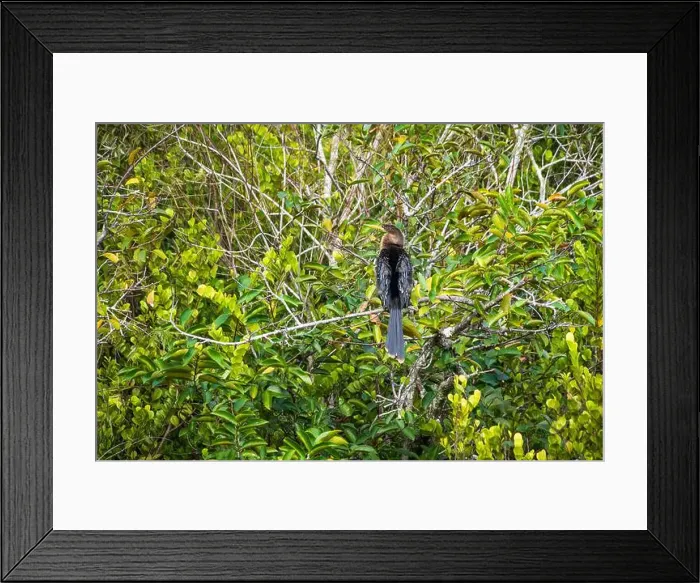 Framed Print : The Everglades National Park, Florida, United States Framed Print : The Everglades National Park, Florida, United States