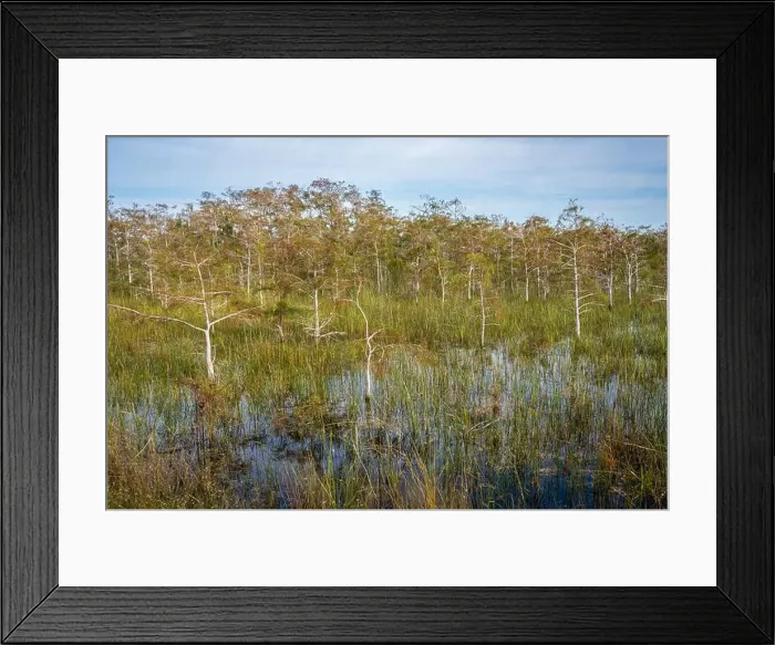 Framed Print : The Swamp land at Everglades National Park, Florida, United States Framed Print : The Swamp land at Everglades National Park, Florida, United States