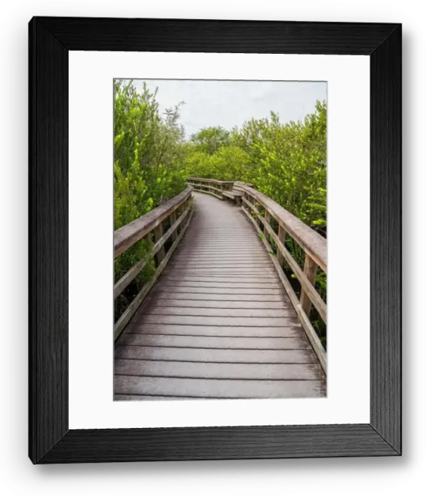 Framed Print : A Boardwalk at Everglades National Park, Florida, United States Framed Print : A Boardwalk at Everglades National Park, Florida, United States
