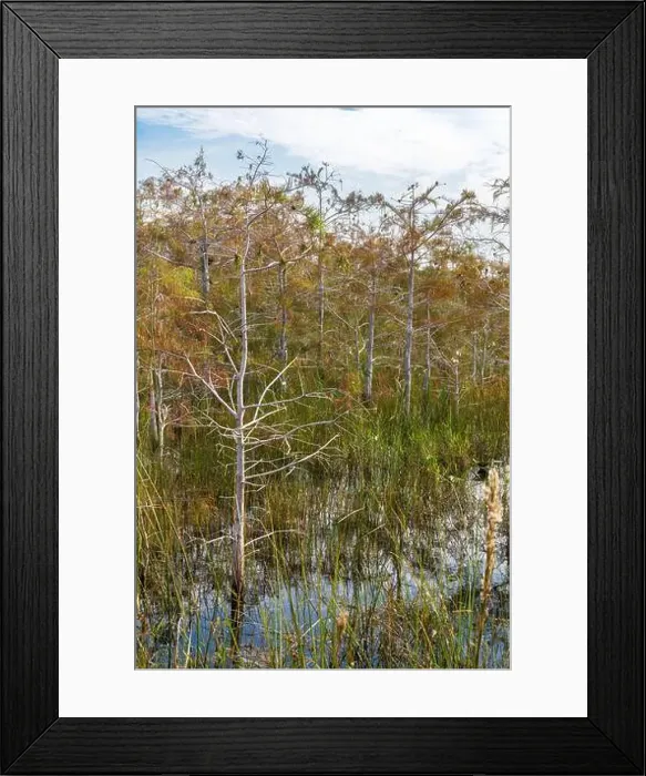 Framed Print : The Swamp land at Everglades National Park, Florida, United States Framed Print : The Swamp land at Everglades National Park, Florida, United States